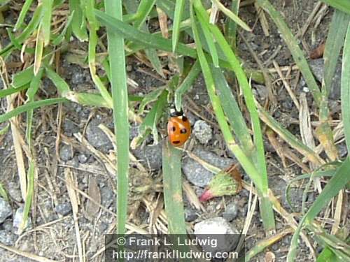 Ladybird
